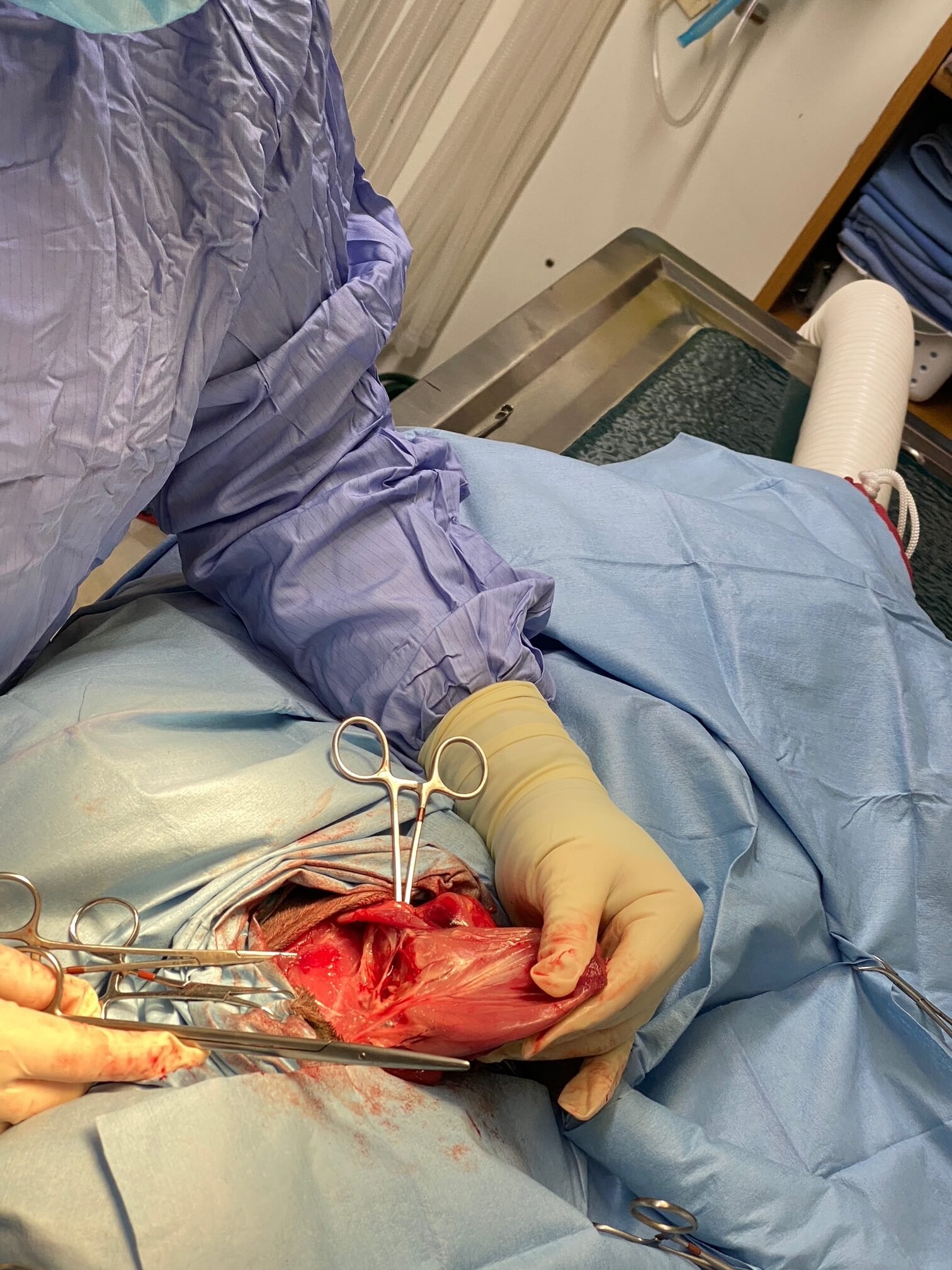 Animal Doctor Amputation Surgery