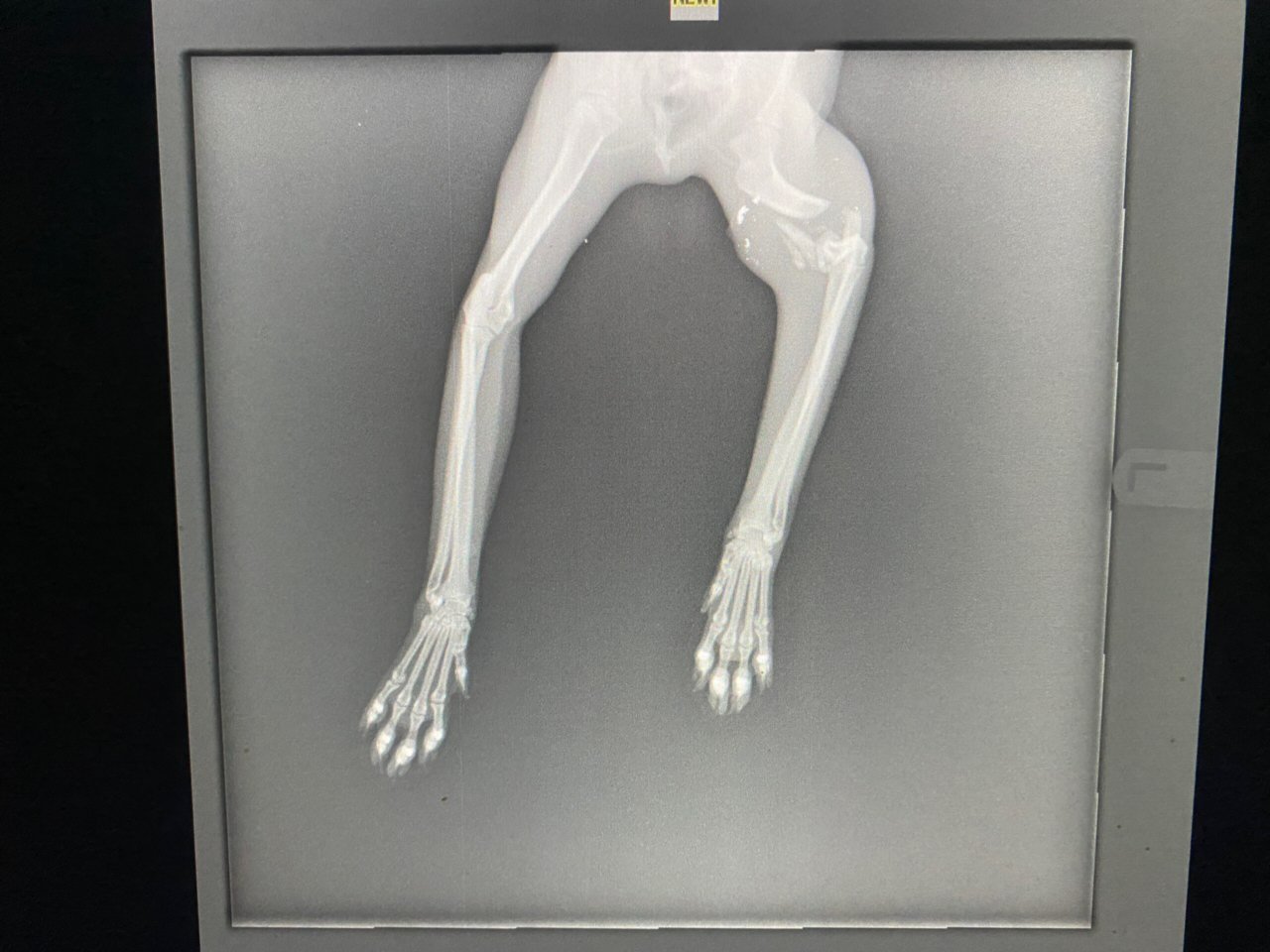 Animal Doctor Radiograph