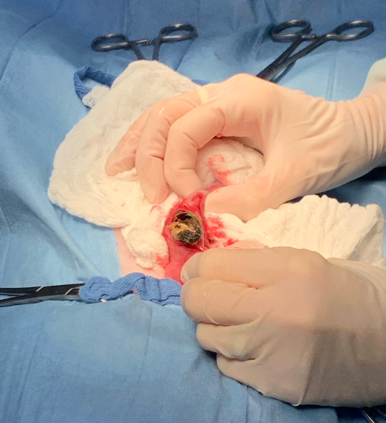 Animal Doctor Foreign Body Removal