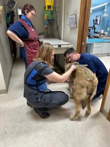 Animal Doctor Diagnostics