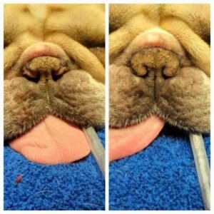 Animal Doctor Nostril Reconstructio